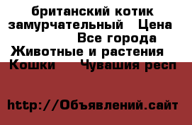 британский котик замурчательный › Цена ­ 12 000 - Все города Животные и растения » Кошки   . Чувашия респ.